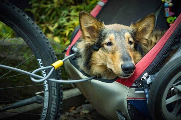 Chien - Bicyclette