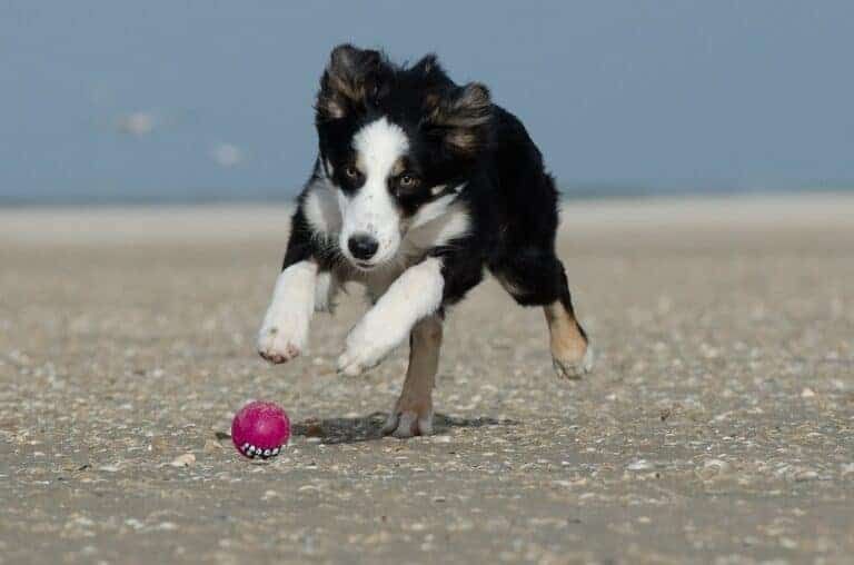 Border collie - Balle d'activation de saut pour chiens