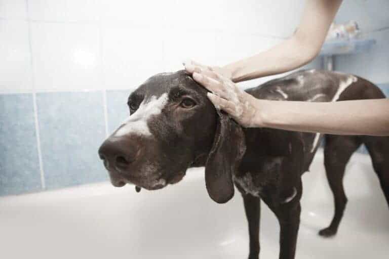 Chien - Shampooing pour chien